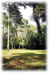 limon costa rica