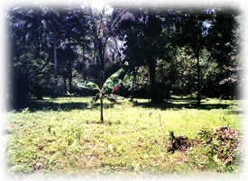 bienes raices en manzanillo