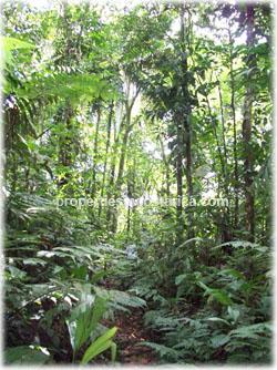 river, crops, irrigation, Costa Rica forest.