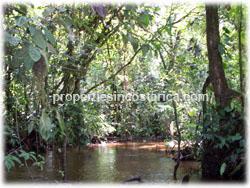 primary forest farm, Costa Rica rain forest