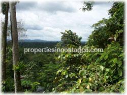 river, crops, irrigation, Costa Rica forest.