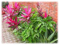 House for Sale in Costa Rica