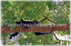 Playa Lagarto for sale, Guanacaste beach, fully titled, sunsets, coyote beach, 1671