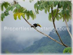 ominical real estate, Dominical for sale, nature, ocean view, mountain view, flora, fauna, wildlife, acres, large, investment opportunity, 1477