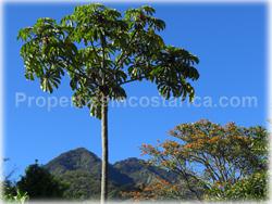 Escazu for sale, lot for sale, Escazu real estate, investment, house, nature, golden mile, trees, flora, fauna, 1440