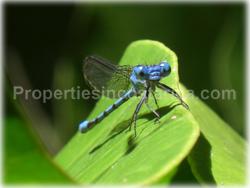 Escazu for sale, lot for sale, Escazu real estate, investment, house, nature, golden mile, trees, flora, fauna, 1440
