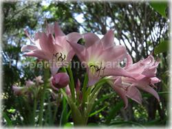 Escazu for sale, lot for sale, Escazu real estate, investment, house, nature, golden mile, trees, flora, fauna, 1440