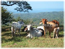 Guanacaste farm for sale, Guanacaste house for sale, Santa Cruz real estate,