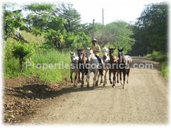 Junquillal, Guanacaste real estate, teak farm, ocean view, Tamarindo, Pinilla.