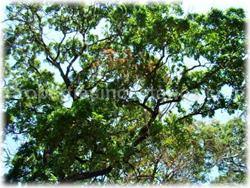 Tamarindo land, for sale, oceanview, mountain view, hills, creek, nature, animals, trees, tamarindo downtown, beach, 1580
