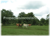 Oportunity! Paravoz Farm , Guanacaste