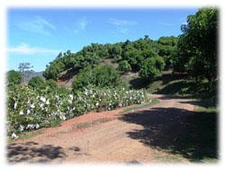 Costa Rica Farm for sale